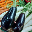 Local Organic American Eggplant [Aubergine] - order price / kilo