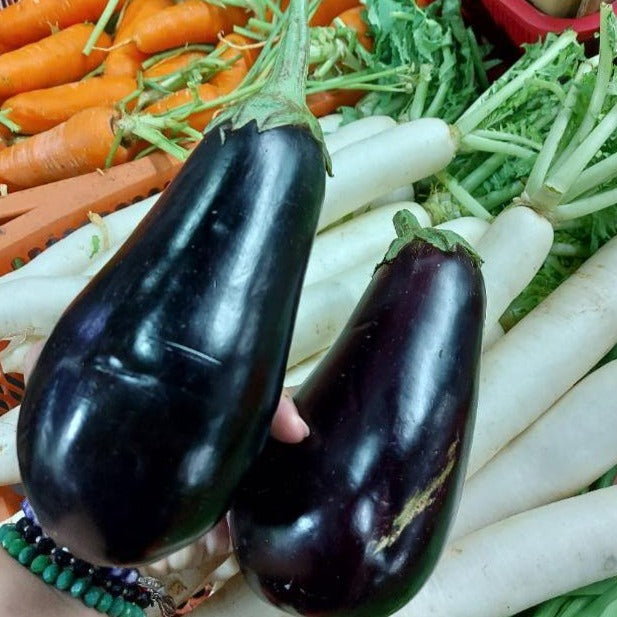 Local Organic American Eggplant [Aubergine] - order price / 500 grams