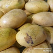 Fresh Davao Mango with Blemishes - order price/ per box - Farm2Metro