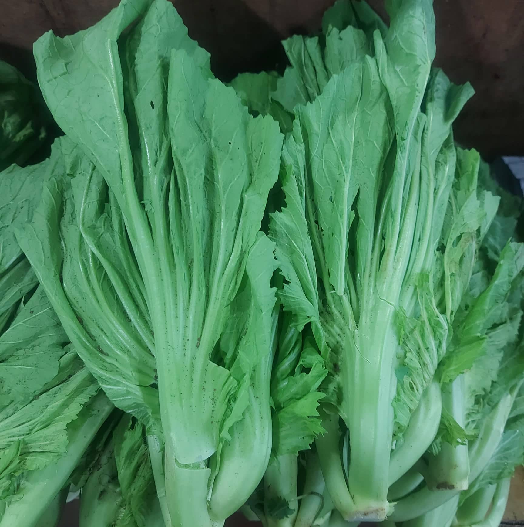 フレッシュ オーガニック バギオ マスタード [ムタサ] - 注文価格 / 500 グラム