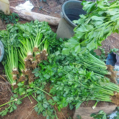 Fresh Local Organic "Pascal" variety Celery - order price / 250 grams