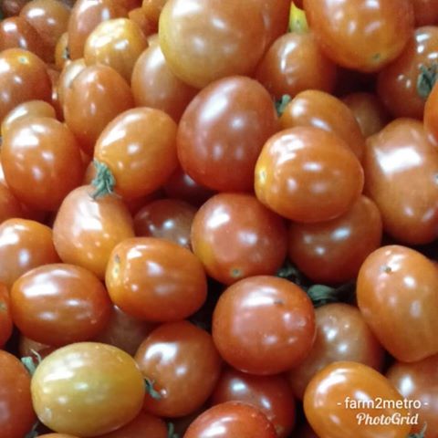 Fresh Organic Local Cherry Tomatoes - order price/kilo - Farm2Metro