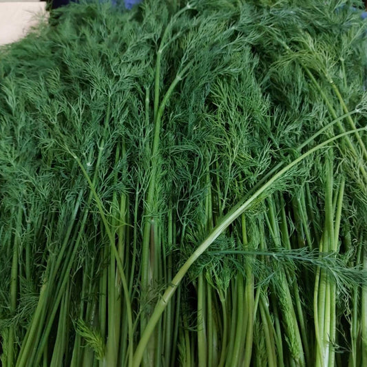 Fresh Local Organic Dill - order price / 100 grams