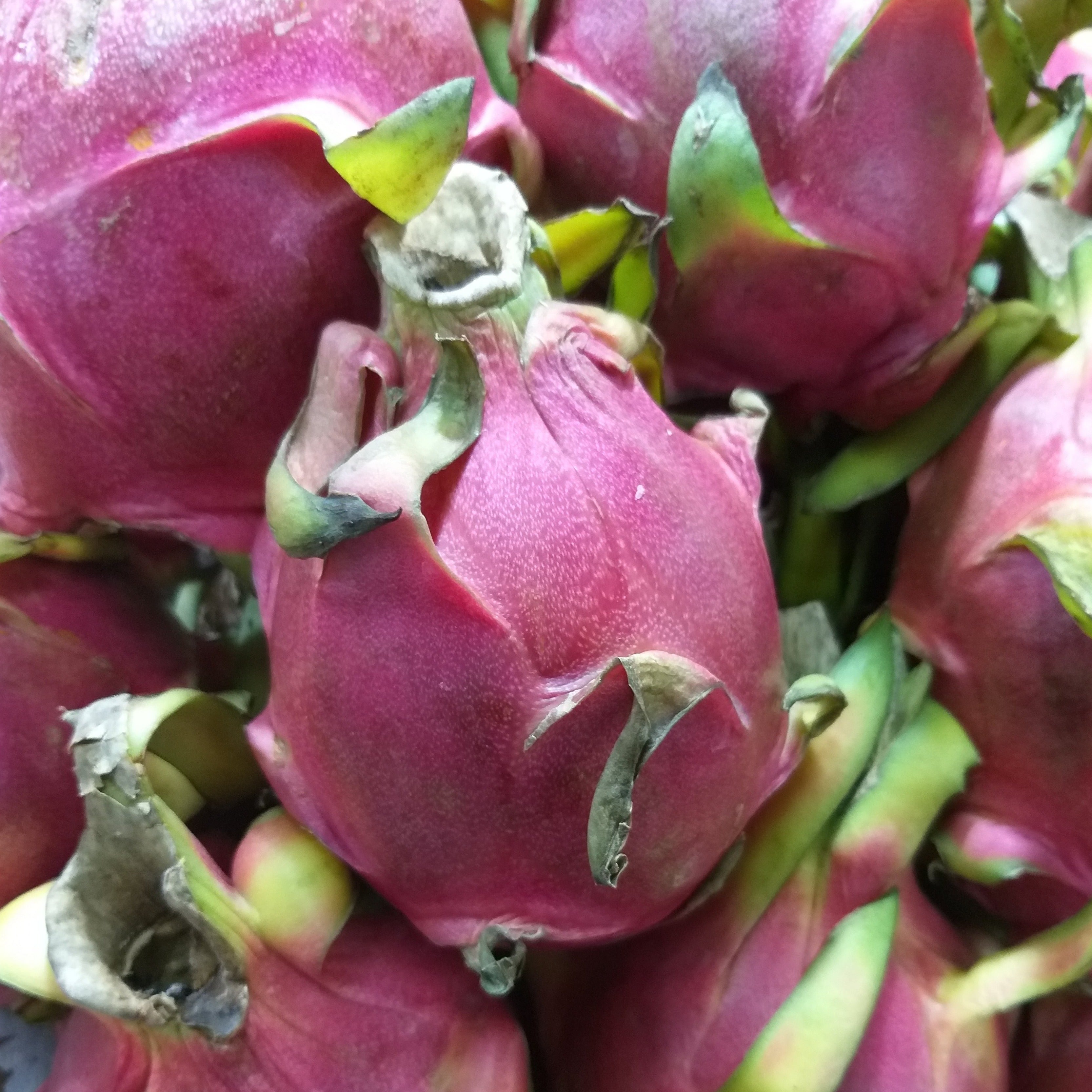 Dragon Fruit (Pitaya) Red Flesh - order price / kilo - Farm2Metro