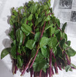 Fresh Malabar Spinach [Alugbati Leaves] - order price [500 grams]