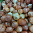 Local White Onion [Sibuyas] Small - order price / 500 grams