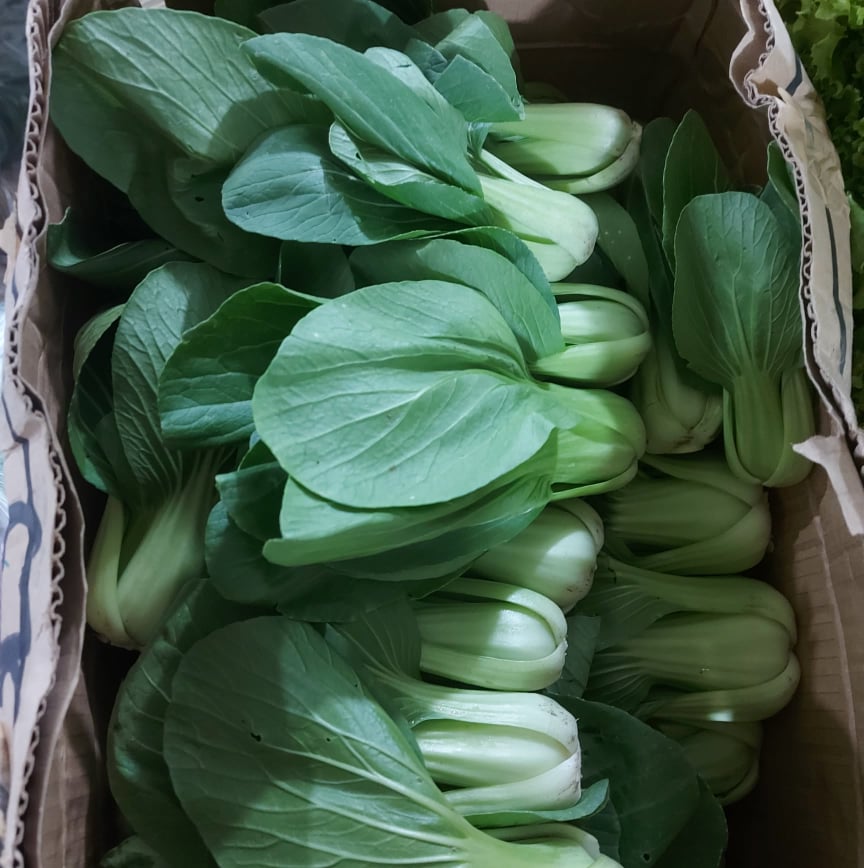 Fresh Local Organic Chinese Cabbage (Bokchoy|Bok choy Petsay) - order price / kilo