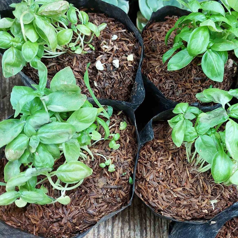 Fresh Organic Basil Leaves order price / 100 grams Farm2Metro