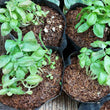 Fresh Organic Basil Leaves - order price / 100 grams