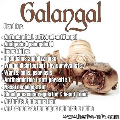 Local Organic Thai Ginger [Galangal Root] - order price / 500 grams