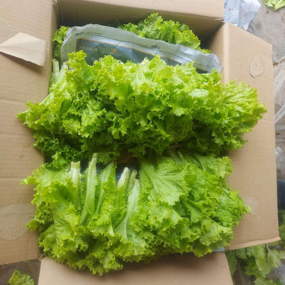 Fresh Local Organic Curly Green Ice Lettuce - order price / 250 grams