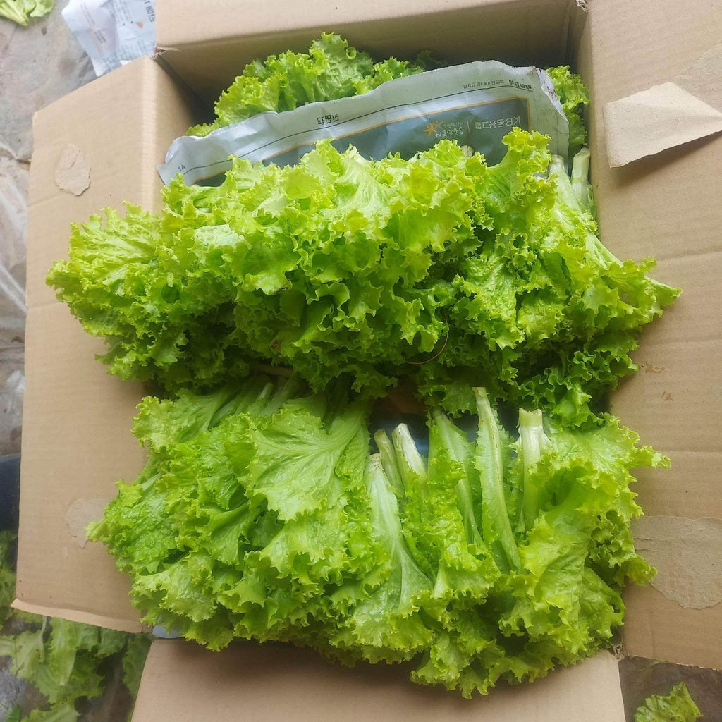 新鮮な地元の有機カーリー グリーン アイス レタス - 注文価格 / 500 グラム