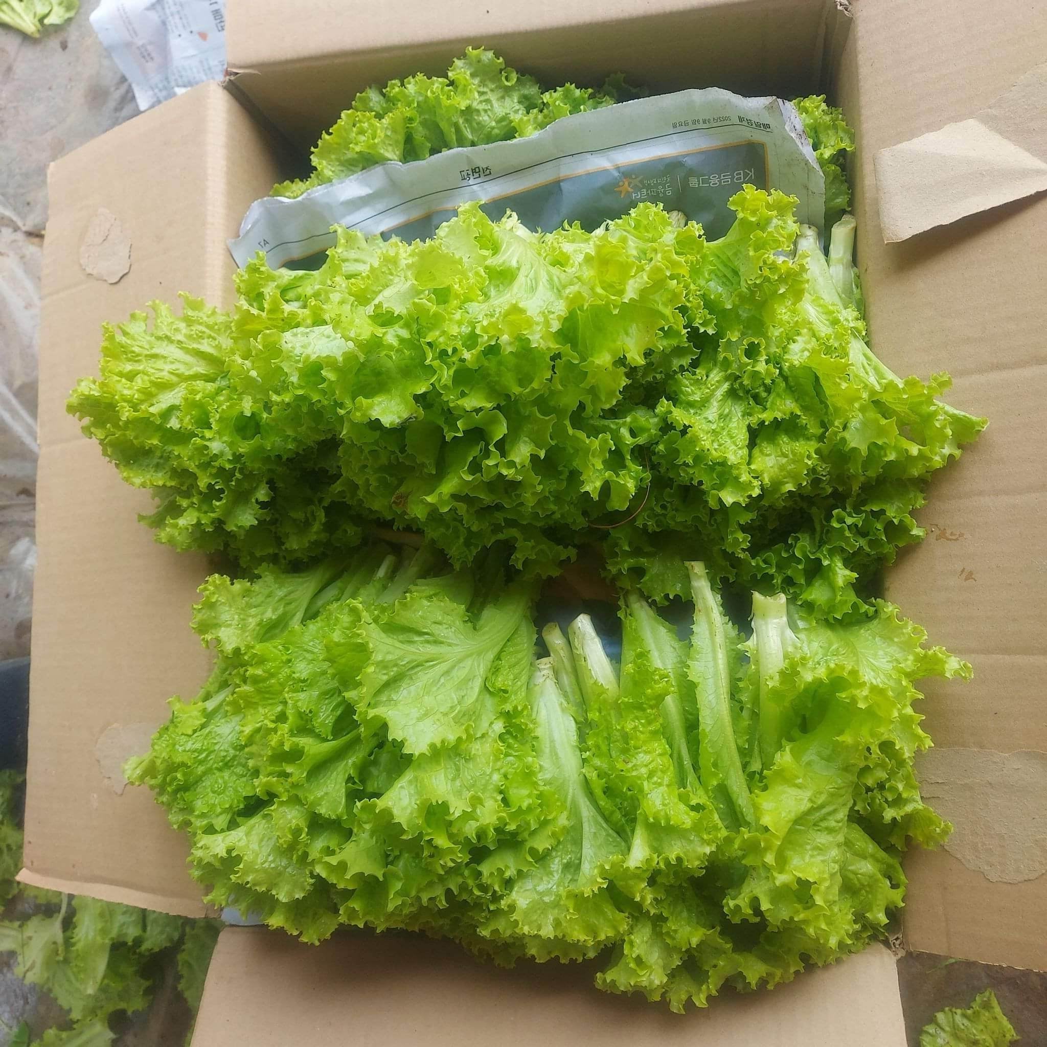 新鮮な地元の有機カーリー グリーン アイス レタス - 注文価格 / 500 グラム
