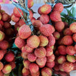 Fresh Lychee - order price / kilo