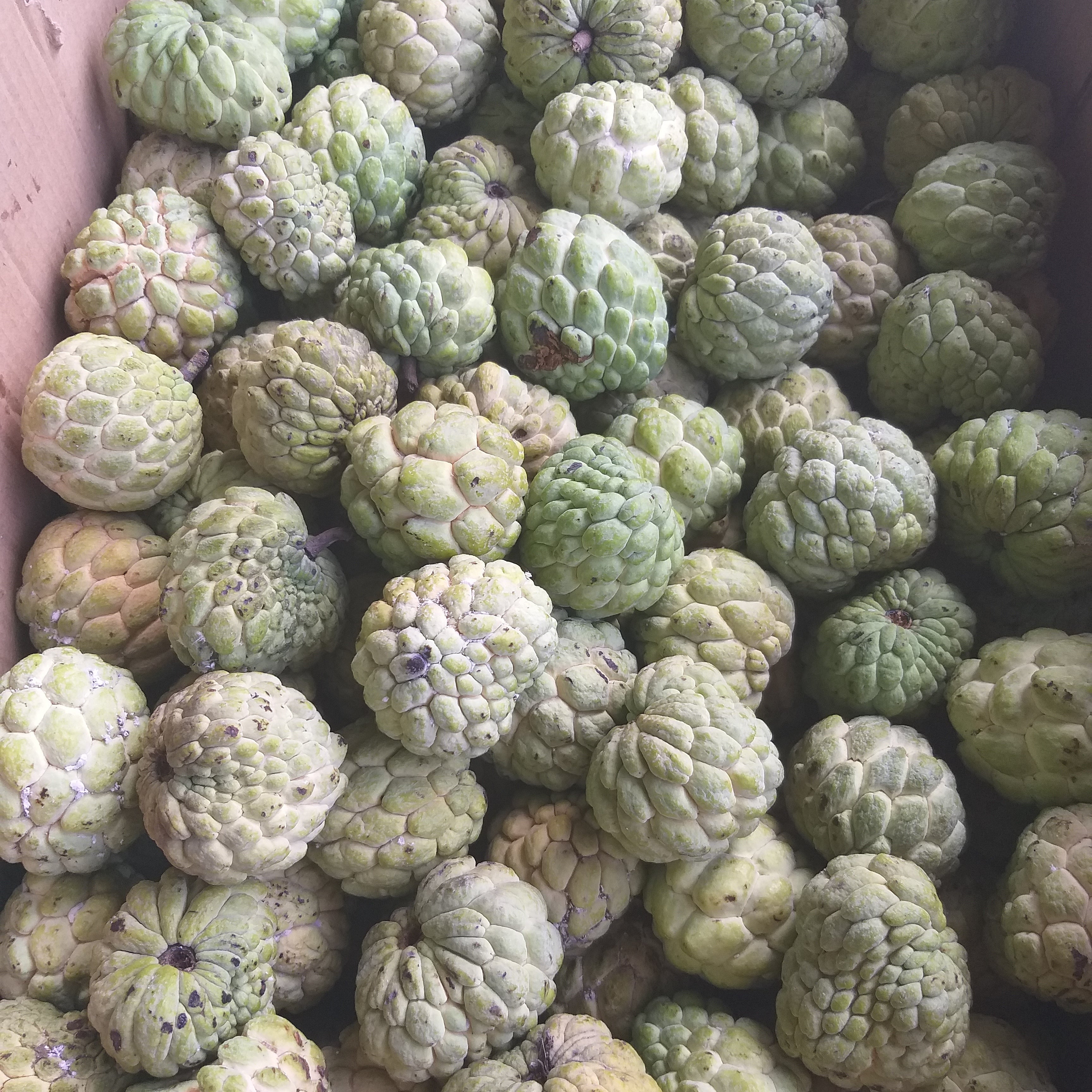 Fresh Native Sugar Apple (Atis) - order price/500grams - Farm2Metro