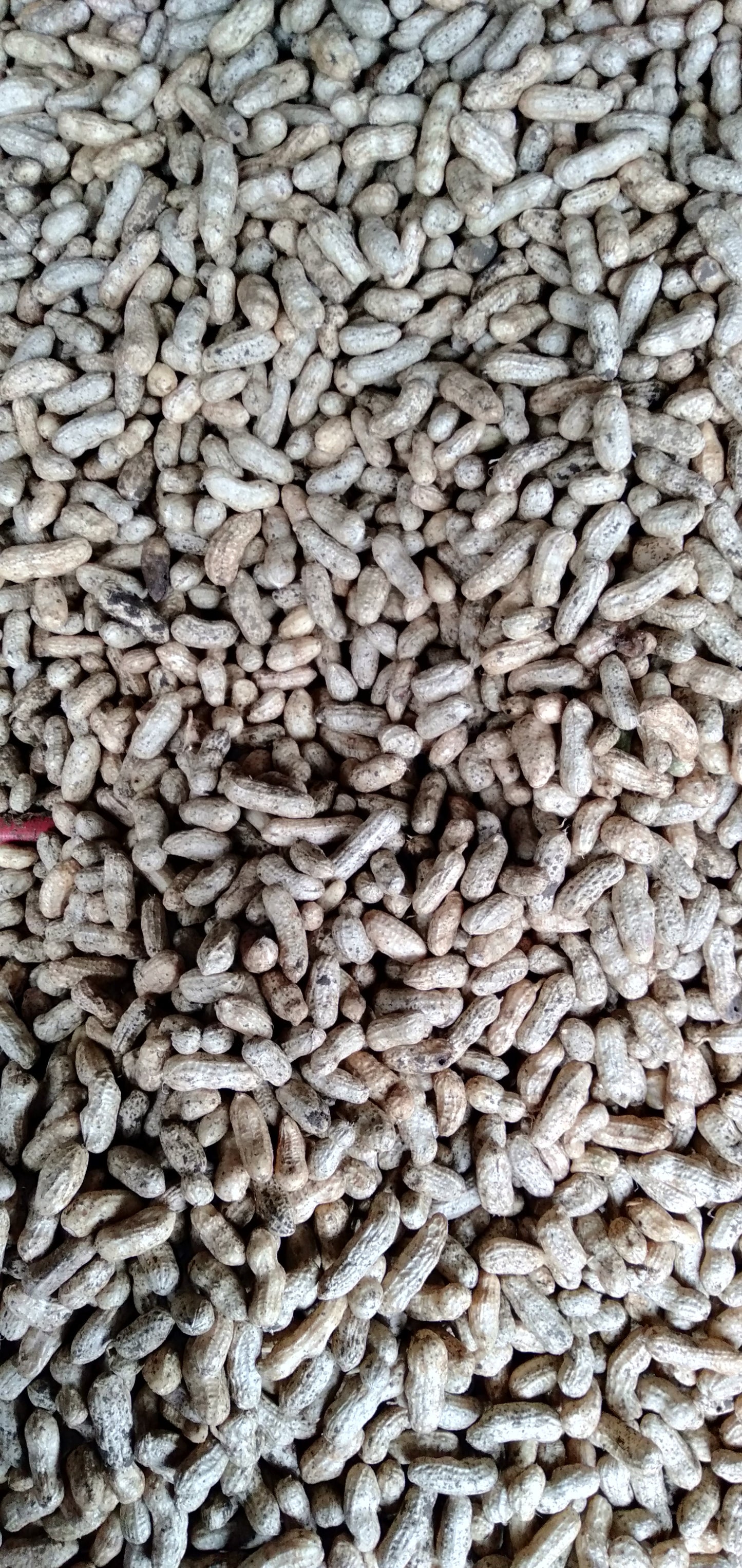 Fresh Peanuts from Ilocos Region (order price/per kilo) - Farm2Metro