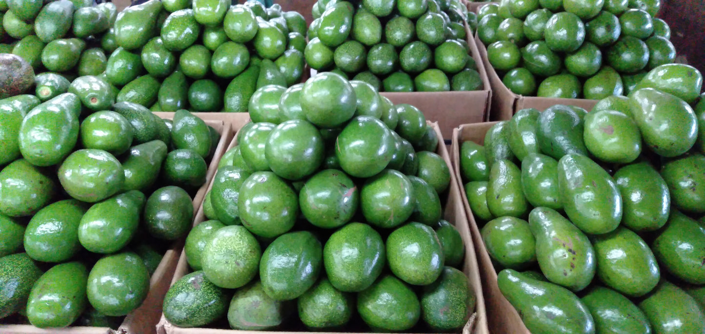 Fresh Davao Avocado JUMBO size - order price / kilo (Not Available At this Time) - Farm2Metro