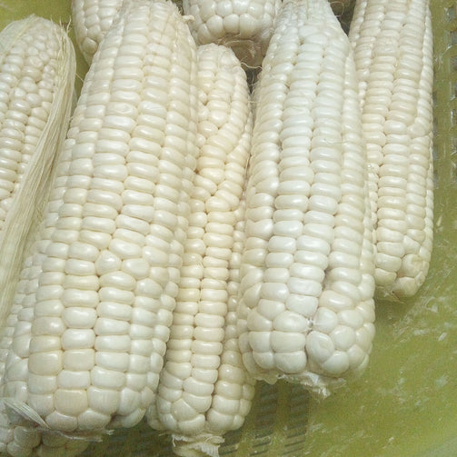 Native White Corn (order price/ per kilo) - Farm2Metro