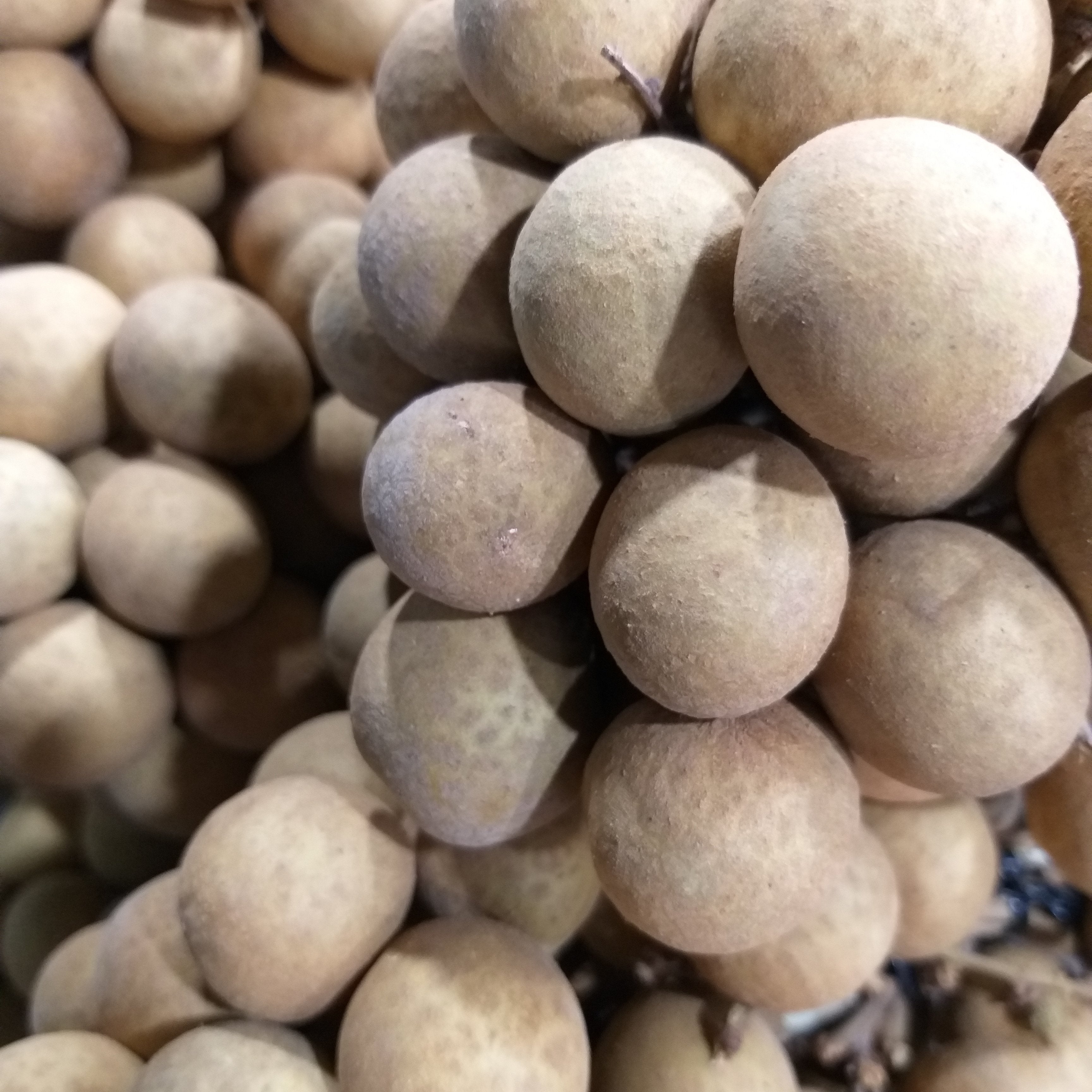 Fresh Longgans - order price / kilo - Farm2Metro