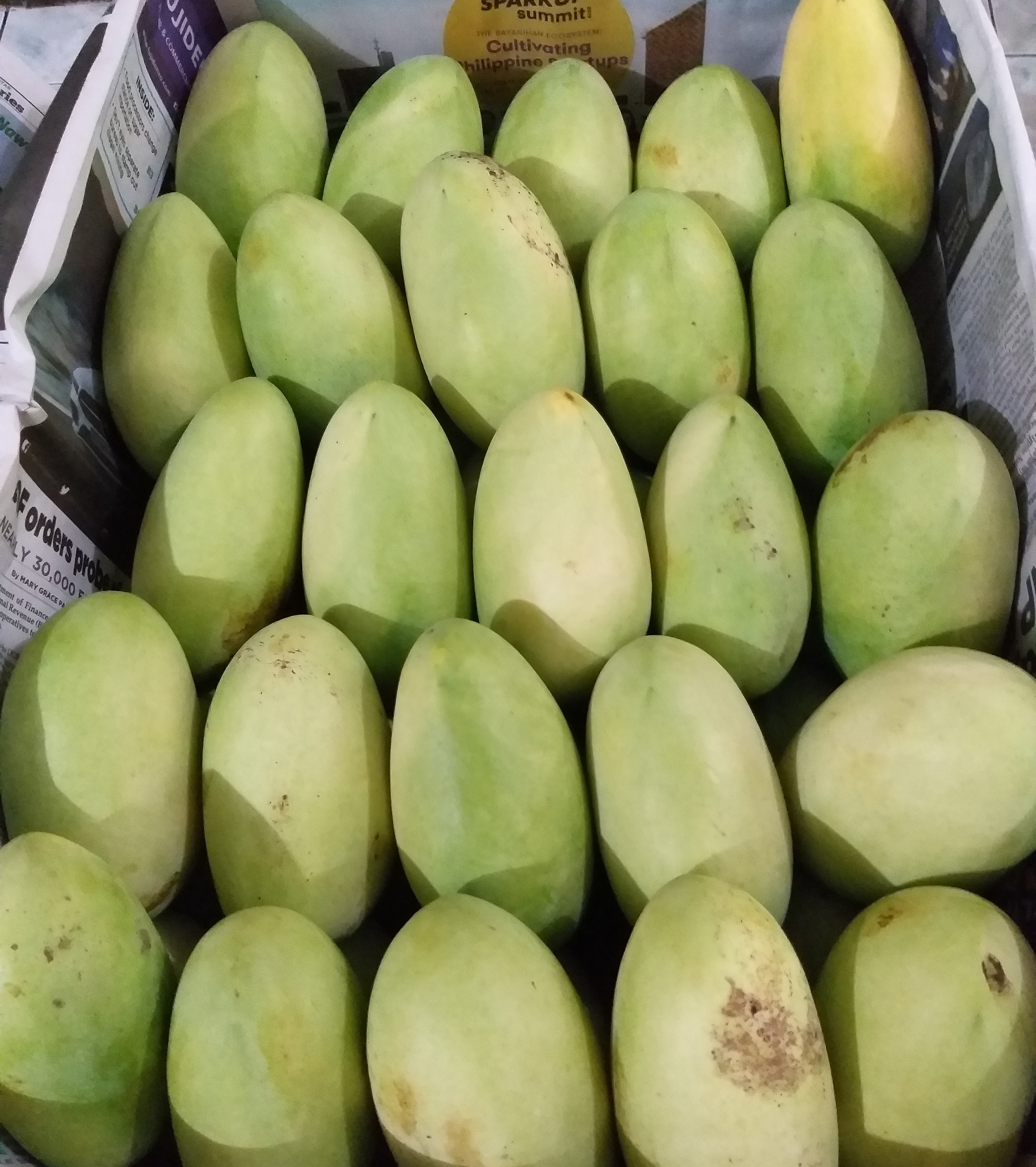 新鮮なパンガシナン グリーン マンゴーの卸売価格 - 箱あたり