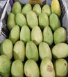 Fresh Pangasinan Green Mangoes Wholesale Price - per box