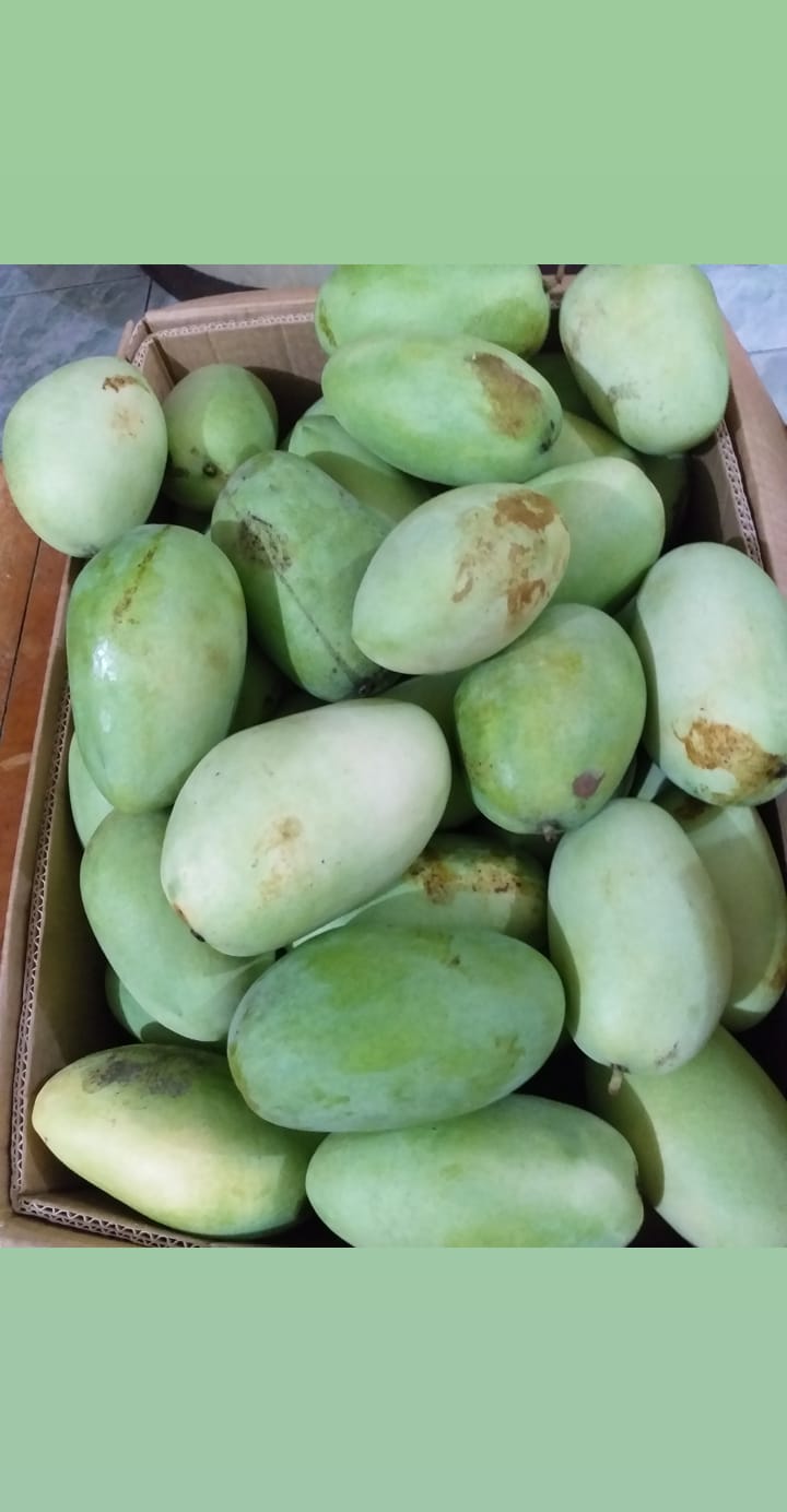 新鮮なパンガシナン グリーン マンゴーの卸売価格 - 箱あたり