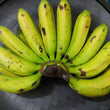新鮮なローカル [ラカタン |ラカタン] バナナ - 注文価格 / キロ