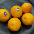 Fresh Naval Orange [Big] - order price / piece