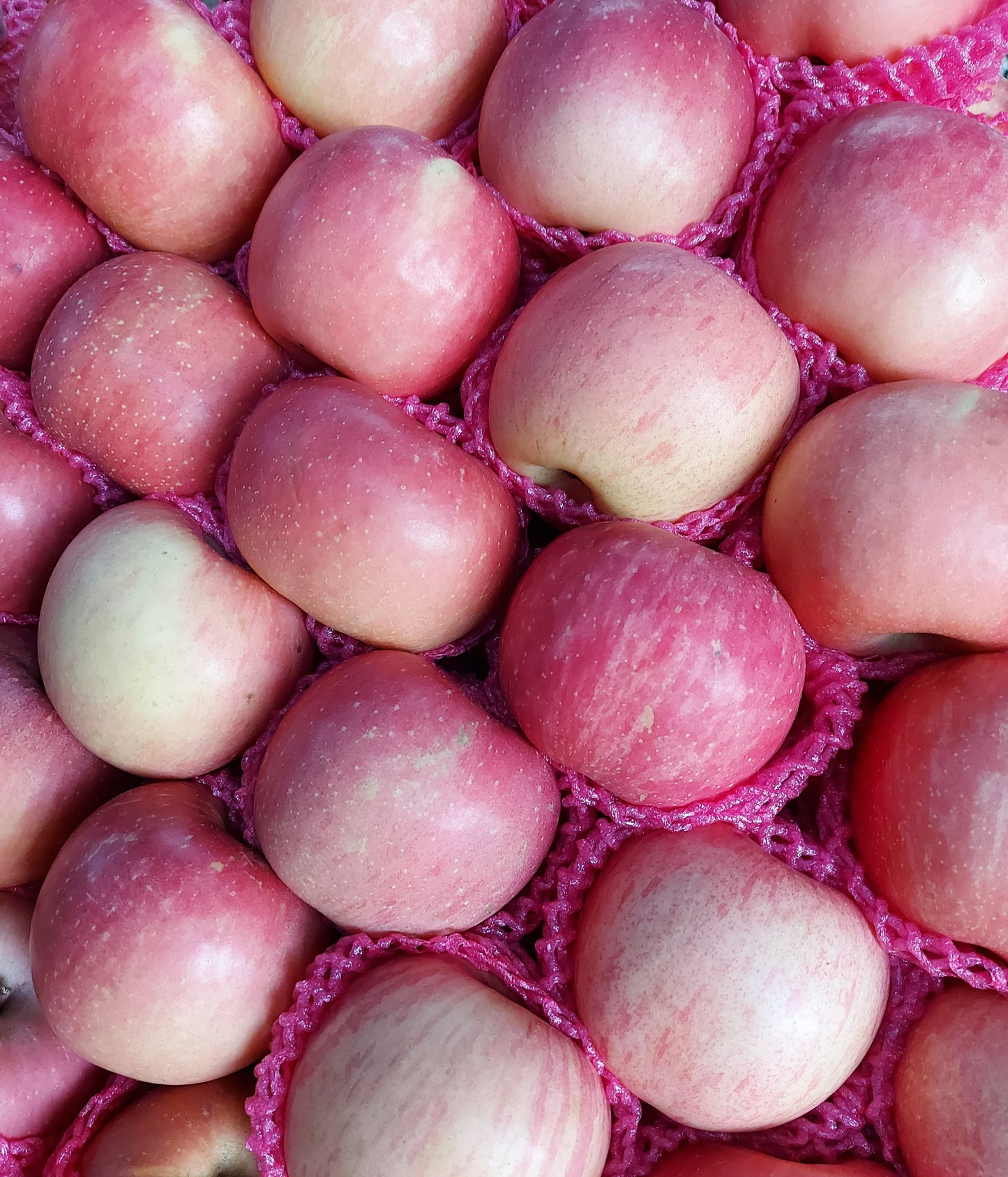 Fuji Apple [small] - order price / 6 pieces