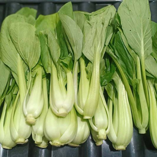 新鮮本地有機大白菜 [Bokchoy |Bok choy Petsay] - 訂購價 / 250 克