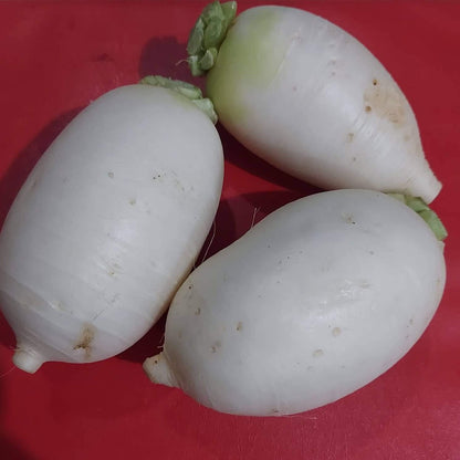 Local Organic Korean Radish | Raddish - order price / 500 grams