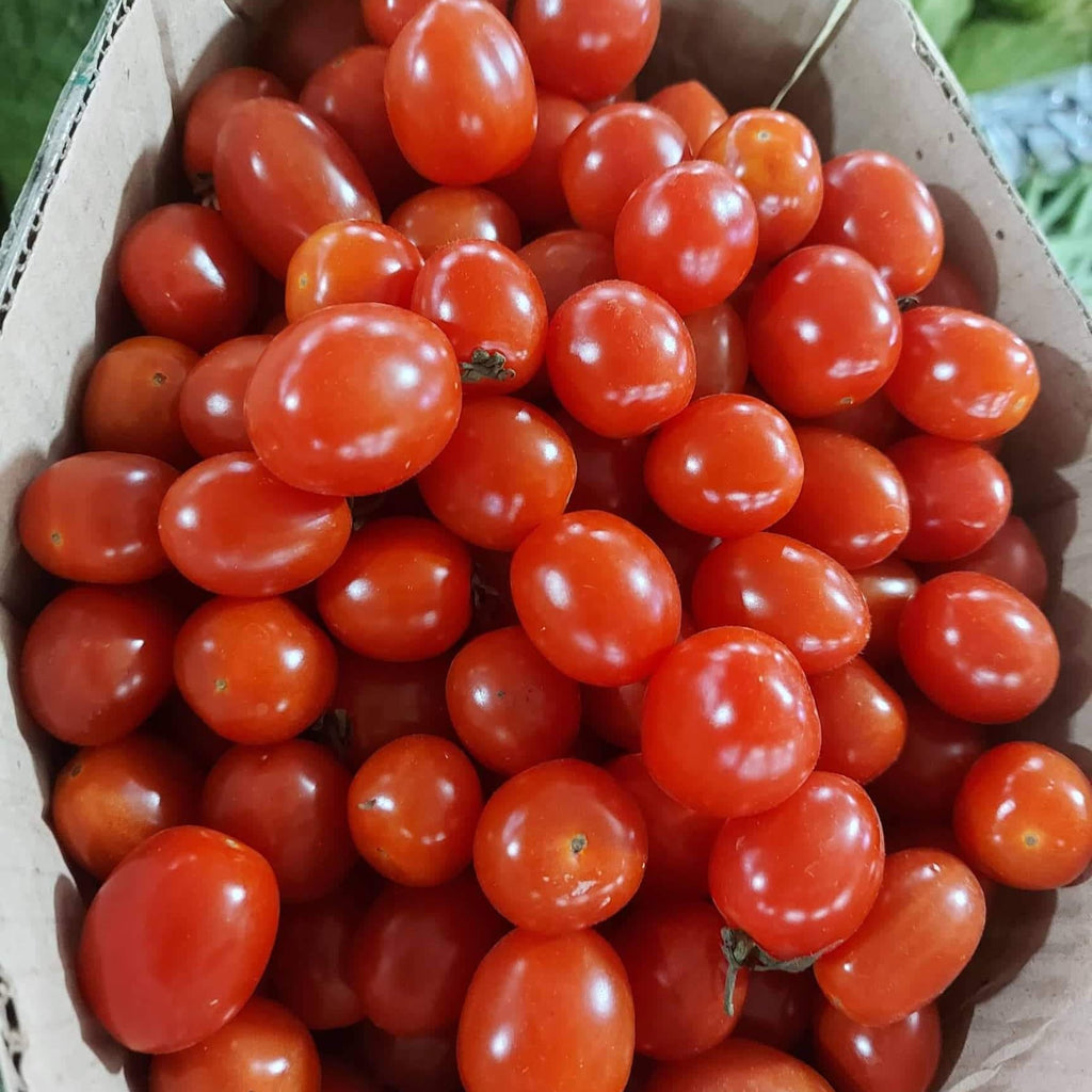 新鮮なローカル オーガニック チェリー トマト - 注文価格 / キロ