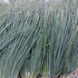 Local Organic Spring Onions - order price / 250 grams