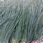 Local Organic Spring | Green Onion - order price / kilo