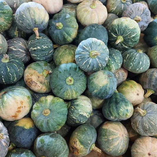 Native Organic Lagkitan Mini Squash [Kalabasa] | Pumpkin - order price / kilo