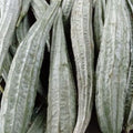 Sponge Gourd (Patola) order price/kilo - Farm2Metro