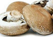 新鮮 Portabello 蘑菇 - 訂購價格 / 500 克