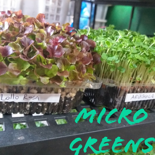 MICRO GREENS -Lollo Rosa - order price / 200 grams - Farm2Metro