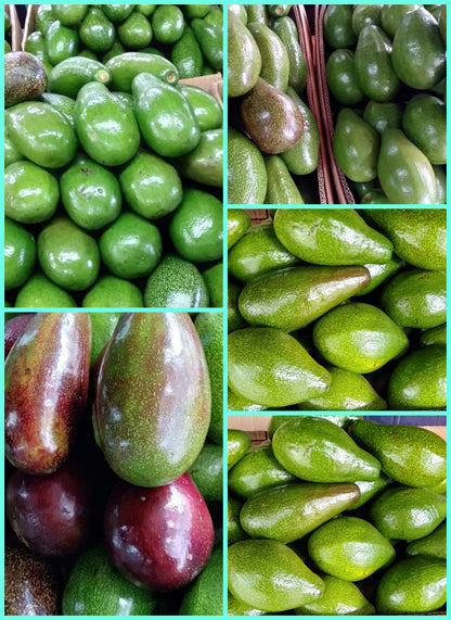 Fresh Davao Avocado Large size - order price / per piece - Farm2Metro