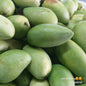 Fresh Davao Green Mangoes Wholesale Price - per box - Farm2Metro