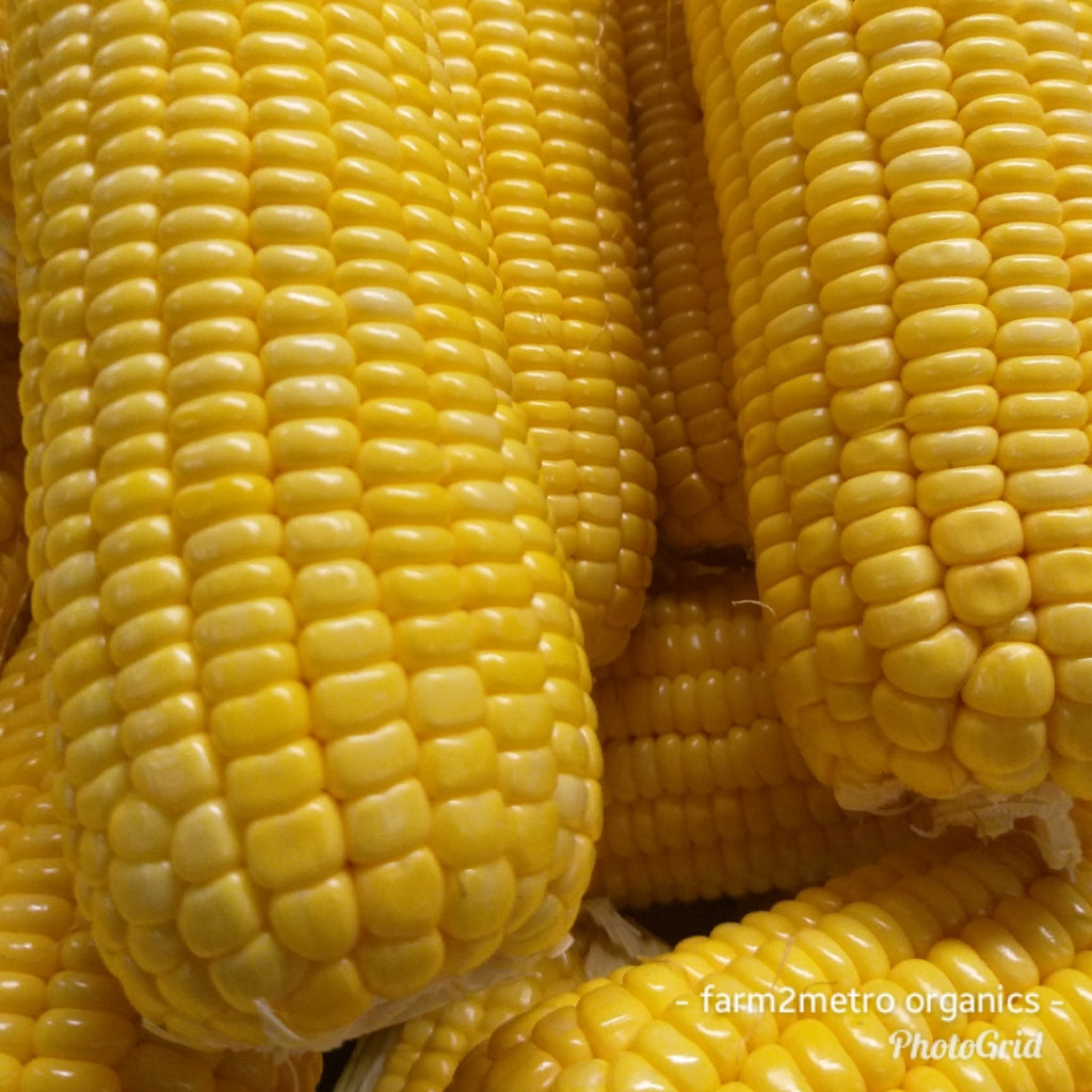 Natural Sweet Yellow Corn (order price/kilo) - Farm2Metro