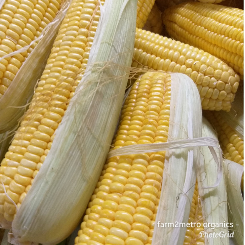 Natural Sweet Yellow Corn (order price/kilo) - Farm2Metro