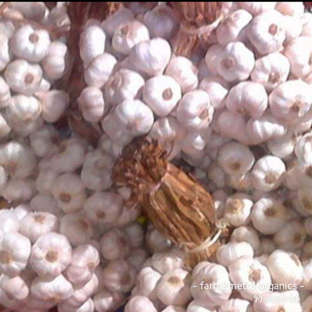 Native Garlic (order price/250 grams) - Farm2Metro