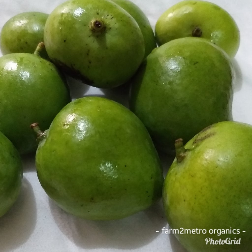 Native Indian Mangoes (order price / 2 kilos) with FREE Bagoong Alamang - Farm2Metro