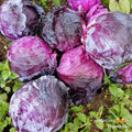 Organic Red Cabbage (order price / 500 grams) - Farm2Metro