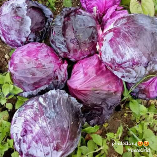 Organic Red Cabbage (order price / 500 grams) - Farm2Metro