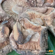 Dried Shitake Mushroom (order price/50 grams) - Farm2Metro