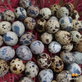 Fresh Quail Eggs (order price/24 pcs) - Farm2Metro