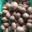 地元の有機ポテト | Patatas - 注文価格 / 500 グラム)