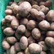 Local Organic Potato | Patatas - order price / kilo